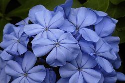 blue jasmine